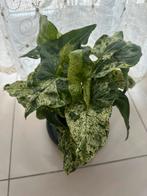 Syngonium Mottled Mojito, Autres espèces, En pot, Moins de 100 cm, Enlèvement