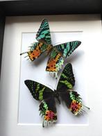 Envol de Papillons Urania Chrysiridia Ripheus XL recto/verso, Insecte, Animal empaillé, Enlèvement ou Envoi, Neuf