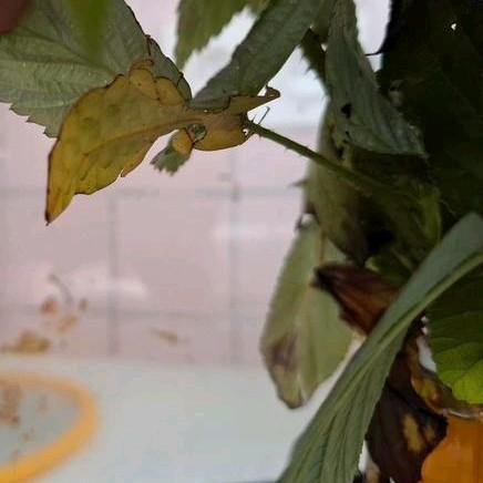 Diverse makkelijke soorten wandelende takken / bladeren, Dieren en Toebehoren, Insecten en Spinnen