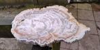 Disque en bois pétrifié, Enlèvement ou Envoi