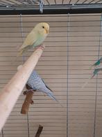 2 grasparkieten, Femelle, Perruche