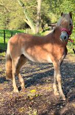 Haflinger ruin 1,5 jaar, Dieren en Toebehoren, Gechipt, Ruin, 0 tot 2 jaar, Onbeleerd