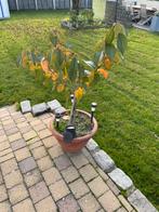 Kerzenboom, Tuin en Terras, Ophalen, Kersenboom