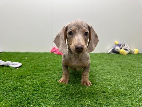 Gladharige Dwergteckel pups, Dieren en Toebehoren, Honden | Teckels en Dashonden, Meerdere dieren, Korthaar, Dwerg, Fokker | Professioneel