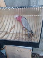 Roze kakatoe.  Niet tam vogel voor de kweek, Dieren en Toebehoren, Vogels | Parkieten en Papegaaien