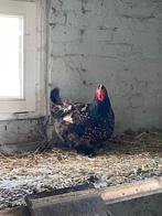 Toom 10 kippen brahma en wyandotte, Dieren en Toebehoren, Pluimvee, Vrouwelijk, Kip