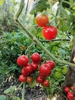 5 zaden cocktail tomaat Tiny Tim - biologische teelt, Tuin en Terras, Verzenden, Voorjaar, Volle zon, Zaad
