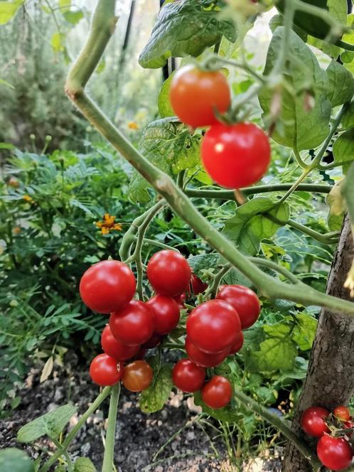 5 zaden cocktail tomaat Tiny Tim - biologische teelt, Tuin en Terras, Bloembollen en Zaden, Zaad, Voorjaar, Volle zon, Verzenden