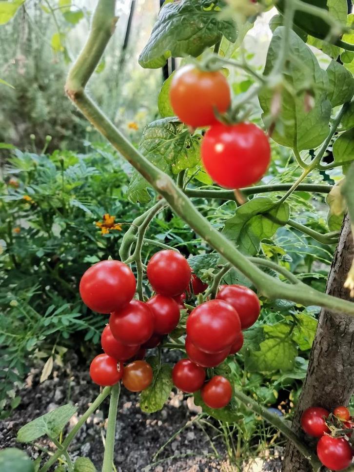 5 zaden cocktail tomaat Tiny Tim - biologische teelt, Tuin en Terras, Bloembollen en Zaden, Zaad, Voorjaar, Volle zon, Verzenden
