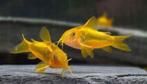 meerdere soorten corydorassen, Dieren en Toebehoren, Vissen | Aquariumvissen
