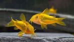 vele soorten corydorassen, Dieren en Toebehoren, Vissen | Aquariumvissen