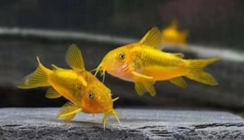 meerdere soorten corydorassen, Dieren en Toebehoren, Vissen | Aquariumvissen