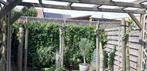 Dakplantaan, Tuin en Terras, Ophalen, Zo goed als nieuw