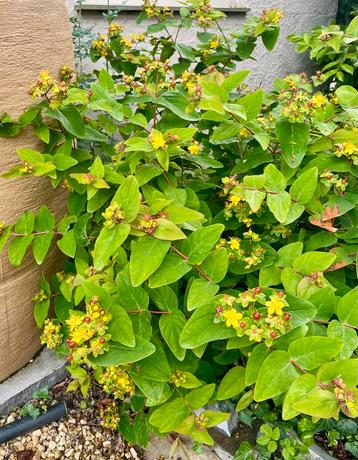 Gezonde Hertshooi plant (Hypericum androsaemum) beschikbaar voor biedingen