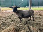 Hampshire Down ooi, 8 jaar, te koop, Vrouwelijk, Schaap, 6 jaar of ouder
