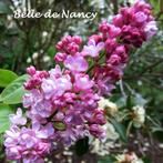 SERINGEN O.A. "BELLE DE NANCY" +/- 50 CM = 10€/ST (VEREDELD), Tuin en Terras, Planten | Tuinplanten, Vaste plant, Ophalen of Verzenden