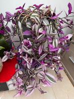 Plant, Tuin en Terras, Bloembollen en Zaden, Ophalen