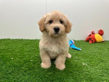 Maltipoo pups - kleine taille beschikbaar voor biedingen