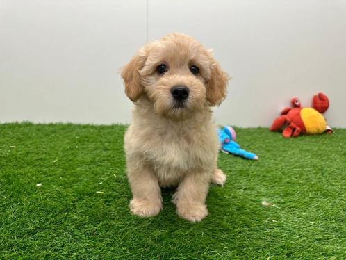 Maltipoo pups - kleine taille, Dieren en Toebehoren, Honden | Niet-rashonden, Klein, Reu, Fokker | Professioneel, Meerdere, België