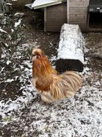 Haan zijdehoender, Dieren en Toebehoren, Mannelijk, Kip