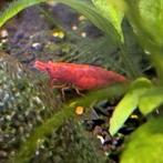 Rode, jonge neocaridina garnalen, zoetwatergarnalen, Dieren en Toebehoren, Vissen | Aquariumvissen