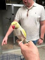 Super tamme pratende halsband parkiet met kooi, Mâle, Perruche, Parleur