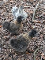 zijdehoentjes, Dieren en Toebehoren