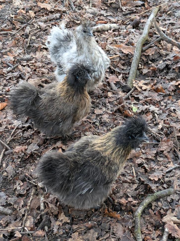 zijdehoentjes, Dieren en Toebehoren, Pluimvee