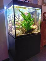 Aquarium 70Lx60lx70h complet avec système Co2, Enlèvement, Utilisé, Aquarium d'eau douce rempli