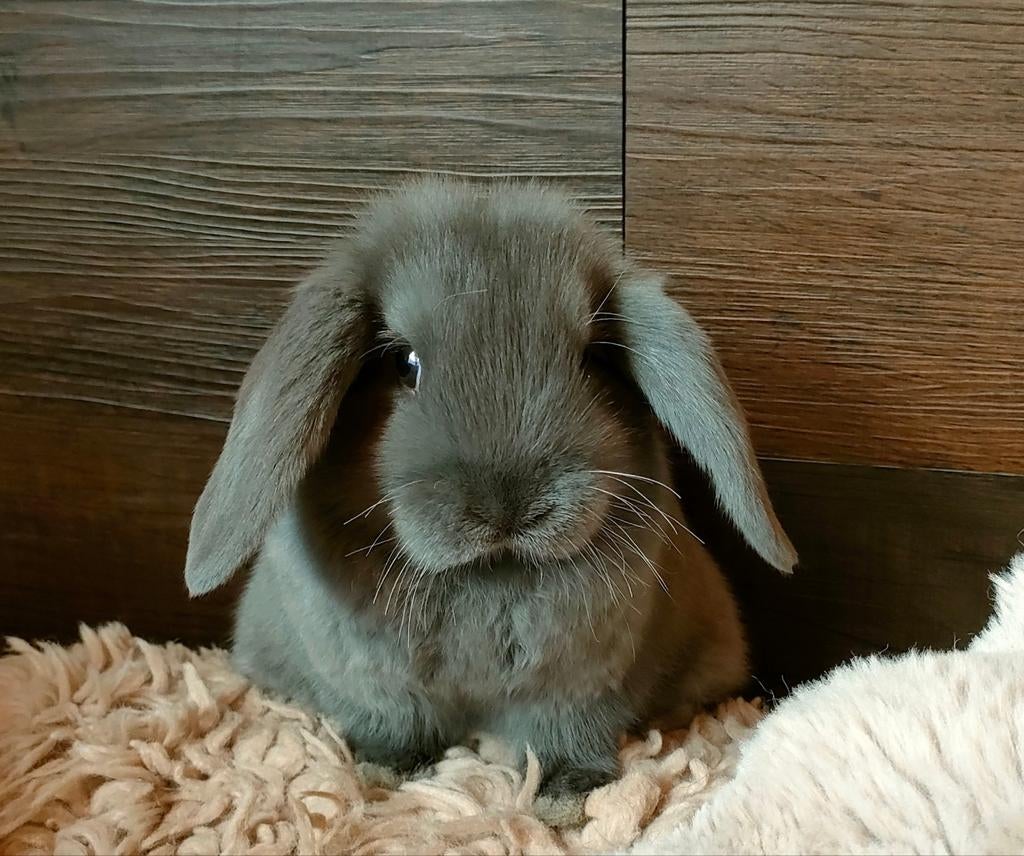 Minilop rammetje blauw, Mannelijk, Dwerg, Hangoor, 0 tot 2 jaar