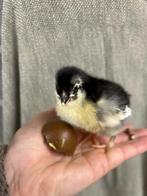 Marans kuikens, Dieren en Toebehoren, Geslacht onbekend, Kip