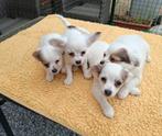 Te koop  Chihuahua Pups, Dieren en Toebehoren, België, Fokker | Hobbymatig, Reu, 8 tot 15 weken