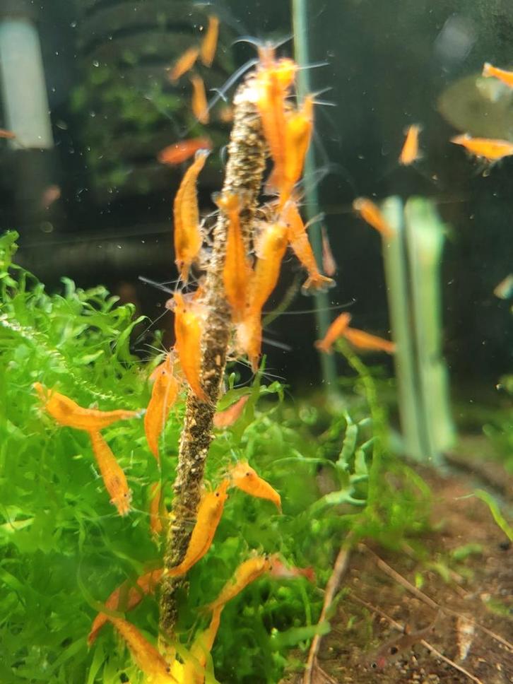 Orange Sun garnalen Zondag 1 maart 12/17uur, Animaux & Accessoires, Poissons | Poissons d'aquarium, Poisson d'eau douce, Homard, Crabe ou Crevette