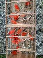 Mooie rode kweekrype vogels 25euro stuk, Dieren en Toebehoren