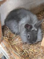 Beaux jeunes lapins nains (têtes de lions), Animaux & Accessoires, Plusieurs animaux, Nain, 0 à 2 ans