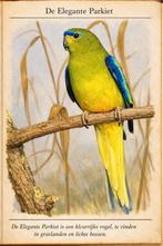 Ik zoek elegant parkiet pop, Ophalen