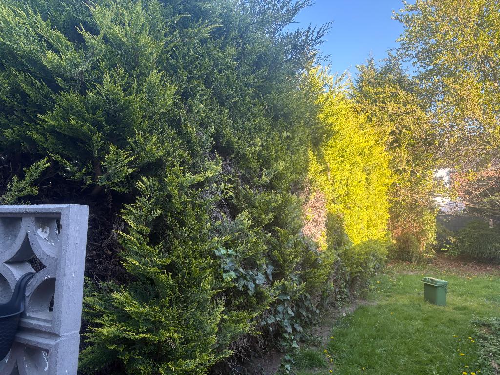 Haie gratuite, 20 grands buissons, Jardin & Terrasse, Enlèvement, Conifère, Haie, 250 cm ou plus