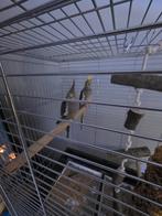 Koppeltje valparkieten, Dieren en Toebehoren, Vogels | Kanaries