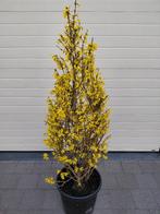 Forsythia kegel vorm aan extra  korting, Jardin & Terrasse, Enlèvement, Ombre partielle