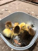 Barberie kuikens, Canard