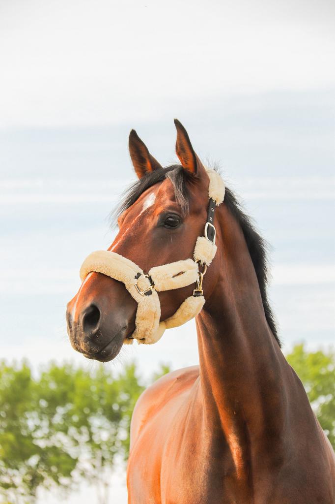 Prachtige ruin te koop!, Dieren en Toebehoren, Paarden, Ruin, Z, Ontwormd