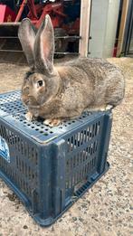Vlaamse reus voedster, Animaux & Accessoires, Lapins
