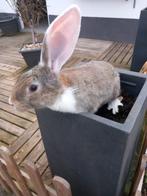 Mooie jonge witoor Vlaamse reus, Dieren en Toebehoren, Mannelijk