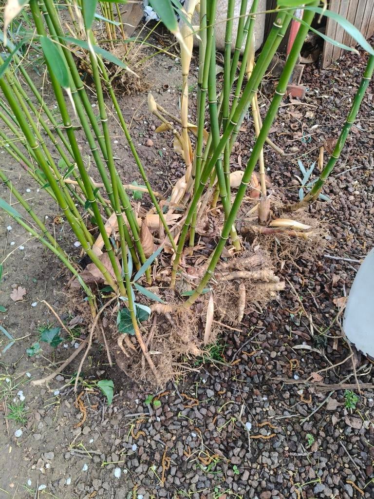 Phyllostachys bissetii/humilis et Fargesia nitida, Jardin & Terrasse, Enlèvement, Hiver