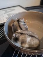 Dwerghamsters, Dieren en Toebehoren, Knaagdieren, Februari, Hamster, Tam