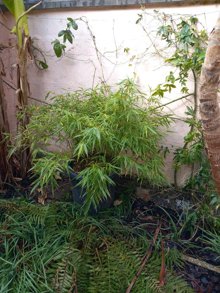 bamboe, Ophalen, Vaste plant