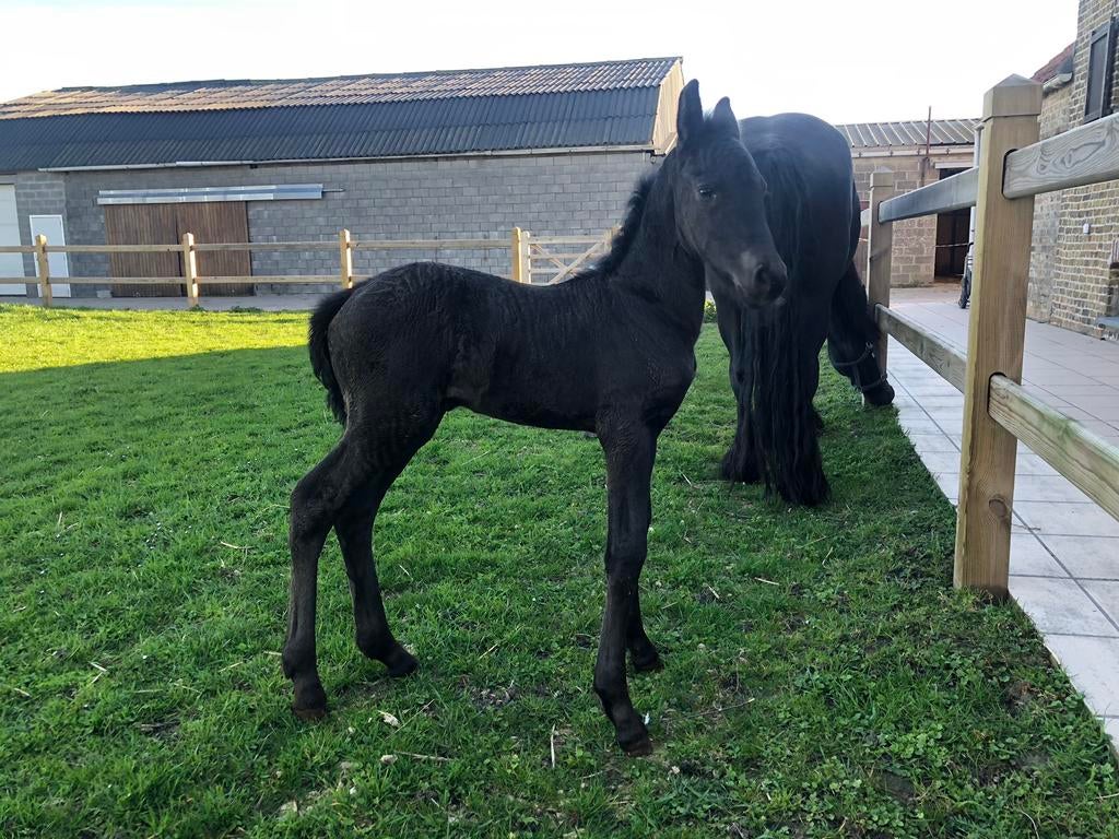 Te koop friese merrie veulen 27/03/2026, Dieren en Toebehoren, Ophalen