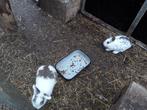konijnen, Dieren en Toebehoren, Konijnen, Meerdere dieren, Middelgroot