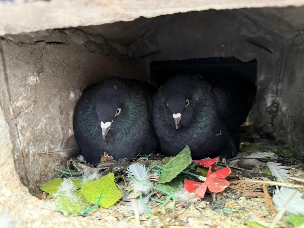 Takla duiven koppel, Dieren en Toebehoren