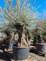 Olijfboom Olea Europaea Bonsai- Op voorraad, Enlèvement, Olivier